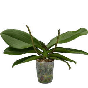 Ӓ c(ԉ2{) 4,000~(ŕ)yӒ ԕc JԊ n m̕c Ӓ͔| ĕ ㋉Ҍzykozyyazy2upz