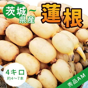 yYn蒼z񂱂 Y񂱂 4kg R @ MATCY@Gi@p Mtg@YnI@Y 錧Y yY