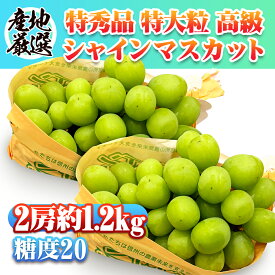【産地厳選】シャインマスカット 秀品 2～3房1.2kg 福島　長野　茨城　山梨　クール便 マスカット フルーツ 2024 果物 晴王 ブドウ ご家庭用 社員 お中元 敬老の日 ギフト プレゼント 贈り物 フルーツ 果物 葡萄 内祝