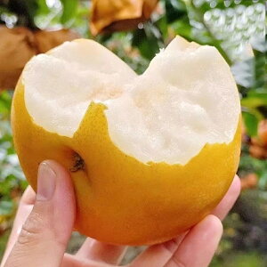  Y Gi {̗ iC 2kg/2.5kg/5kg/10kg  K Ȃ L Â H K L V V ɂ H̖o ʕ  t[c { 蕨