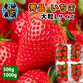 【産地直送翌日配達】いちご 秀品 厳選 とちおとめ スカイベリー やよいひめ 品種任せ ギフト 栃木 茨城 大粒L 2バック500g 化粧箱入れ　4バック1000g　果物ギフト 御祝 御見舞 イチゴ 贈答 苺 御供 お供え フルーツ くだもの 御歳暮 お歳暮　贈り物 ストロベリー