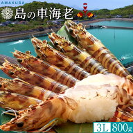 えび車海老 特大3L［予約12月］800g［12-18尾入］生きたまま 活車えび 刺身用 活き生 島育ち 高級天草ブ…