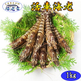 【生きたままお届け】活き 車海老 1kg (35〜49尾) 普通サイズ 熊本県産 生きたまま 翌日にお届け！ のし対応 産地直送 海鮮 ギフト 誕生日 御中元 御中元 お誕生日 しゃぶしゃぶ さしみ 生き 車エビ クルマエビ 送料無料