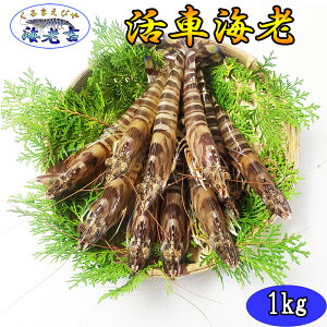 y܂܂͂z ԊCV 1kg (33`45) ʃTCY F{Y ܂ ɂ͂I ̂Ή Yn CN Mtg a 䒆 䒆 a Ԃ   