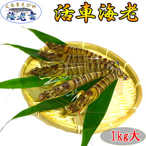 F{Y  ԊCV 1kg ()(24-34) yTCYIizōA5N ƂꂽĂ傫I! ܂܂͂I Yn  Ε  ԊCV ԃGr N}Gr