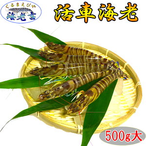 F{Y  ԊCV 500g ()(12-17)yTCYIizōA5N ƂꂽĂ̎ԃGr傫I! ܂܂͂I Yn  Ε  ԊCV ԃGr N}G