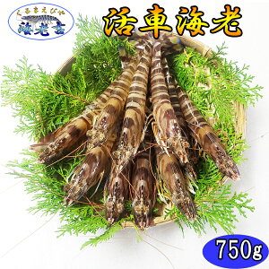 y܂܂͂z ԊCV 750g (24`34) F{Y@yg܂ܓőNxQIz ܂ ɂ͂I ̂Ή Yn CN Mtg a 䒆 䒆