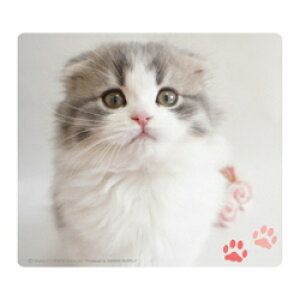 TTvC MPD-215E XReBbVtH[h }EXpbh MPD215E