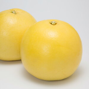 【予約商品】熊本県産 柑橘 晩白柚【約4kg・2玉入】贈り物 ギフト 2025年12月10日〜順次発送