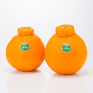 【予約商品】熊本県産 デコポン 温室栽培(加温)タイプ 大玉サイズ【約3kg・7玉入】 2025年12月10日〜順次発送