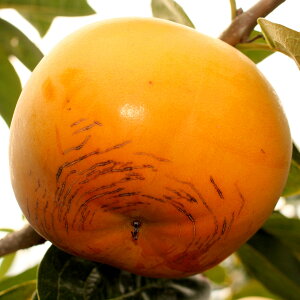 F{Y Ê` v~A H`y2kgE56ʓz