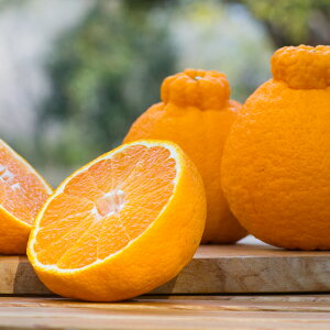 【予約商品】熊本県産 デコポン 温室栽培(加温)タイプ【約3kg・8又は10玉入】 2025年12月10日〜順次発送