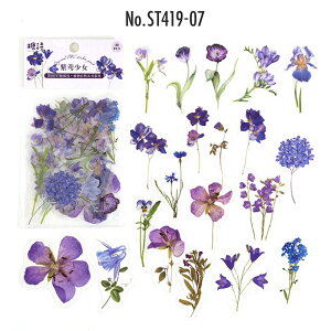 ST419 V[  A  ̂ {^jJ t[NV[ PET R[W f R[W V[ R[WV[ R[Wf XebJ[  蒠 L WNW[i C