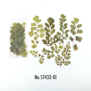 ST433 V[  hCt[  o KN t[NV[ PET R[W f R[W V[ R[WV[ R[Wf XebJ[  蒠 L WNW[i 