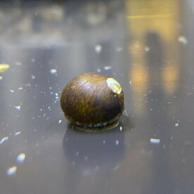 "5匹" 石巻貝 0.5-1cm　貝 スネール 熱帯魚 水槽 苔 掃除 Clithon retropictus