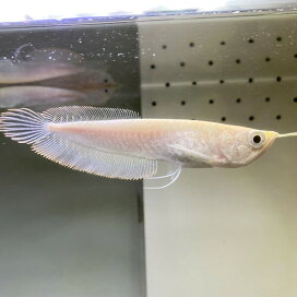 楽天市場 ニューレインボースネークヘッド 4 6cm 1匹 東京倉庫 アクアリウム 熱帯魚 淡水魚 人工飼料 単独飼育 肉食魚 スネークヘッド 小型スネークヘッド ブルーレインボースネークヘッド アナバス アクアショップピラルク楽天市場店