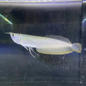 シルバー アロワナ 11-13cm ”3匹” （東南アジアブリード）　アロワナ　ブリード　熱帯魚　大型魚　淡水魚　人工飼料　混泳 肉食魚