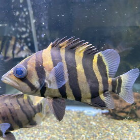 ダトニオプラスワン 10-12cm 1匹 （wild） ダトニオ　熱帯魚　大型魚　ボルネオ　ボルネオタイガー　タイガーフィッシュ　肉食魚　淡水魚　人工飼料　混泳