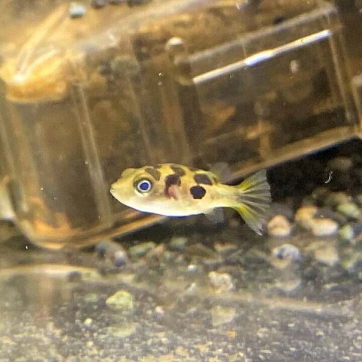 楽天市場 アベニーパファー 1匹 1cm 前後 熱帯魚 観賞魚 アクアリウム 小型魚 フグ 淡水魚 かわいい 人気 冷凍アカムシ ふぐ 観賞用 小型水槽 アクアショップピラルク楽天市場店
