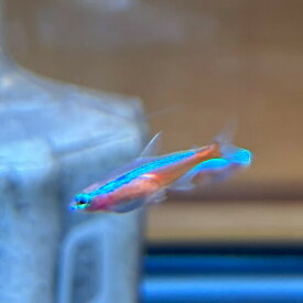 "5匹" カージナルテトラ 1.5-2.5cm （東南アジアブリード）　熱帯魚　小型魚　アクアリウム　淡水魚　人工飼料　混泳 小型水槽　群栄魚　人気魚　水草水槽 Hyphessobrycon cardinalis