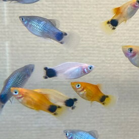 "5匹" MIX ミッキーマウスプラティ 約2-3cm ブリード　アクアリウム　熱帯魚 淡水魚　人工飼料　混泳 卵胎生メダカ 小型魚 水草