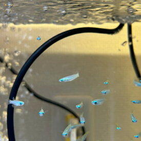 "5匹" アフリカン ランプアイ 1.5-2.5cm （東南アジアブリード）　熱帯魚　小型魚　アクアリウム　淡水魚　人工飼料　混泳 小型水槽　群栄魚　人気魚　メダカ　水草水槽 Aplocheilichthys normani