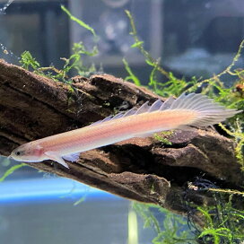 楽天市場 ニューレインボースネークヘッド 4 6cm 1匹 東京倉庫 アクアリウム 熱帯魚 淡水魚 人工飼料 単独飼育 肉食魚 スネークヘッド 小型スネークヘッド ブルーレインボースネークヘッド アナバス アクアショップピラルク楽天市場店
