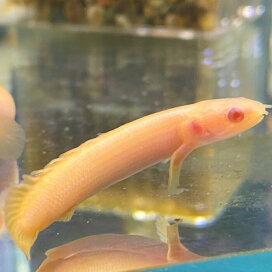 楽天市場 ニューレインボースネークヘッド 4 6cm 1匹 東京倉庫 アクアリウム 熱帯魚 淡水魚 人工飼料 単独飼育 肉食魚 スネークヘッド 小型スネークヘッド ブルーレインボースネークヘッド アナバス アクアショップピラルク楽天市場店