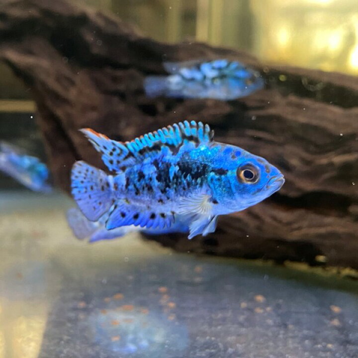 楽天市場 ブルーデンプシー 3 4cm 1匹 東京倉庫出荷 約3 4cm 1匹 ブリード アクアリウム 熱帯魚 大型魚 淡水魚 人工飼料 混泳 改良品種 肉食魚 シクリッド ジャックデンプシー アクアショップピラルク楽天市場店