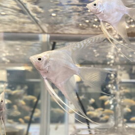 プラチナ エンゼルフィッシュ 4-6cm 1匹　アクアリウム　熱帯魚 淡水魚　人工飼料　混泳 シクリッド 大型魚