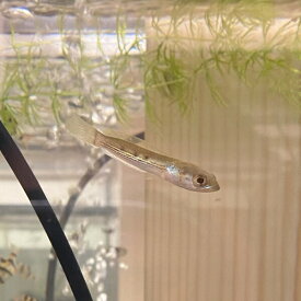 フラワートーマン （オセレイトスネークヘッド） 6-8cm 1匹 アクアリウム　熱帯魚 淡水魚　人工飼料　単独飼育 肉食魚　スネークヘッド アナバス　Channa pleurophthalma