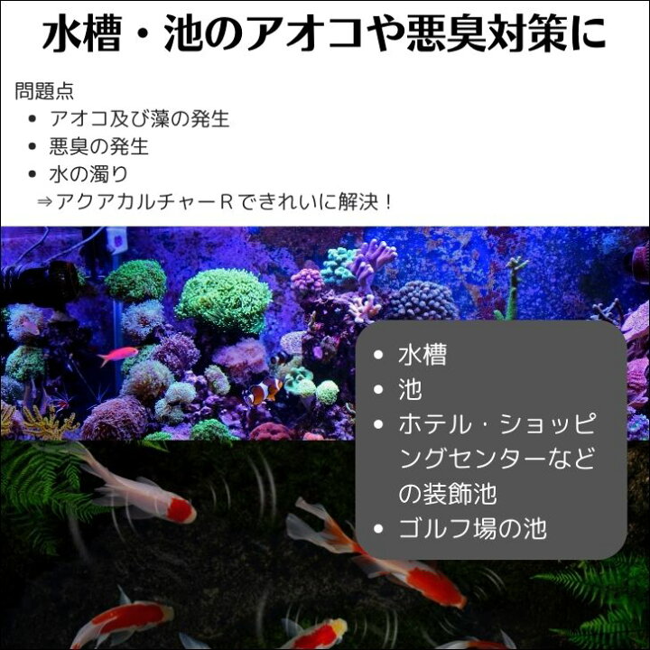 楽天市場 アクアカルチャーr 454g 水槽 池 水質 改善 向上 バクテリア 製剤 アオコ 藻 除去 水槽 アクアリウム ゴルフ場 水族館 動物園 ホテル 公園 噴水 装飾池 アンモニア 窒素 除去 エコ洗剤のお店 Store Eco