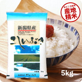 米 5kg 新潟産こしいぶき お米 令和5年産 精米 白米