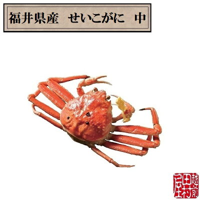 商品福井県せいこがに中-1