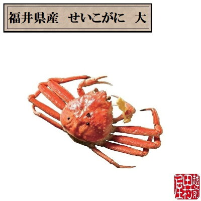 商品福井県せいこがに大-1