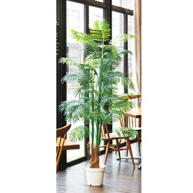 楽天市場 ジャングルジャングル 種類 植物 アレカヤシ 花 観葉植物 花 ガーデン Diy の通販 楽天市場 ジャングルジャングル 種類 植物 アレカヤシ 花 観葉植物 花 ガーデン Diy の通販