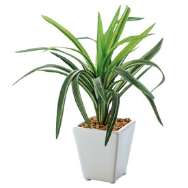楽天市場 ジャングルジャングル 植物の種類ドラセナ 幸福の木 花 観葉植物 花 ガーデン Diy の通販