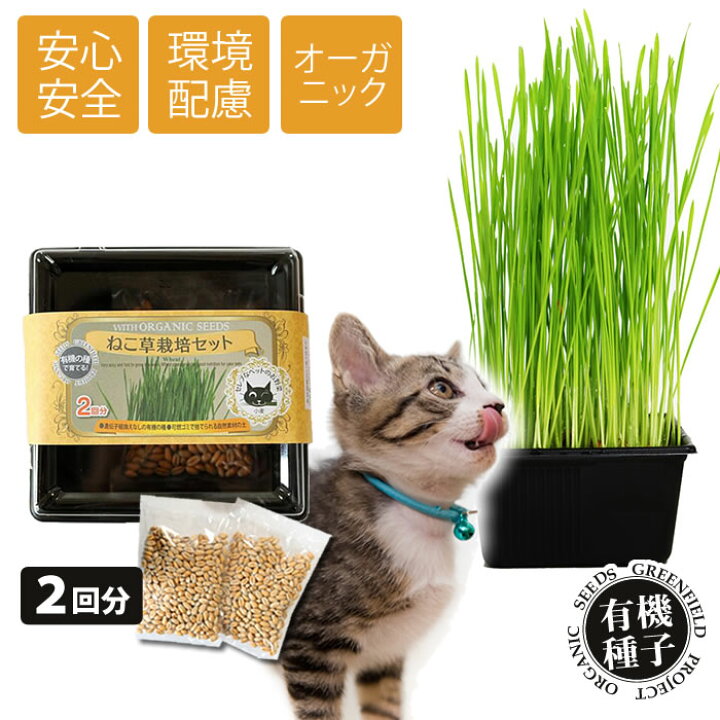 楽天市場 ねこ草 栽培セット オーガニックの種 2回分 有機 あす楽 水耕栽培専門店のエコゲリラ