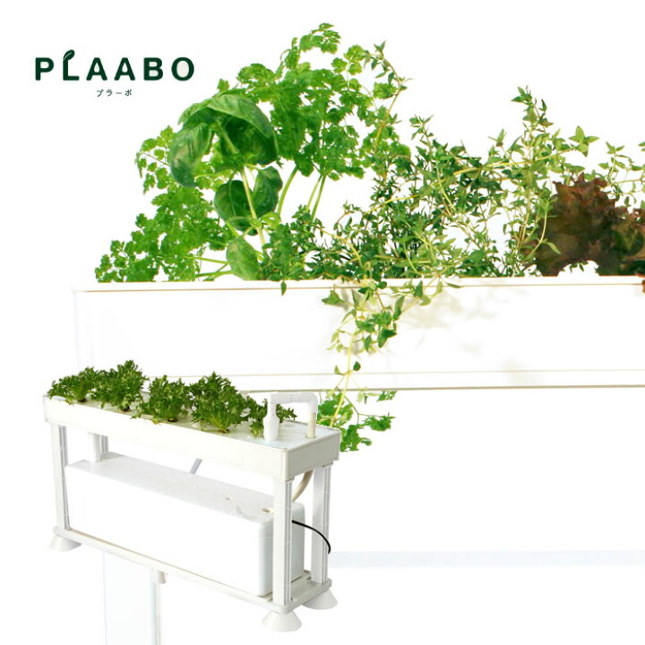 楽天市場 水耕栽培キット ホームハイポニカ Plaabo プラーボ 水耕栽培装置 水耕栽培器 協和 あす楽 水耕栽培専門店のエコゲリラ