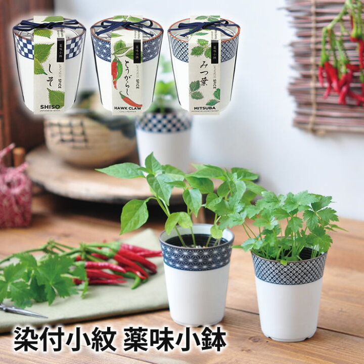楽天市場】栽培キット 室内 栽培セット プレゼント 初心者 聖新陶芸 GD 