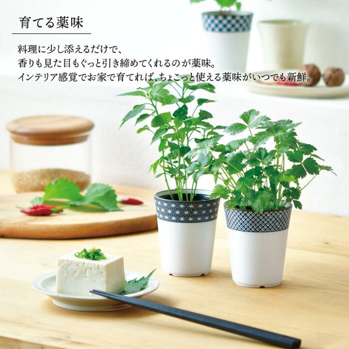 楽天市場】栽培キット 室内 栽培セット プレゼント 初心者 聖新陶芸 GD 