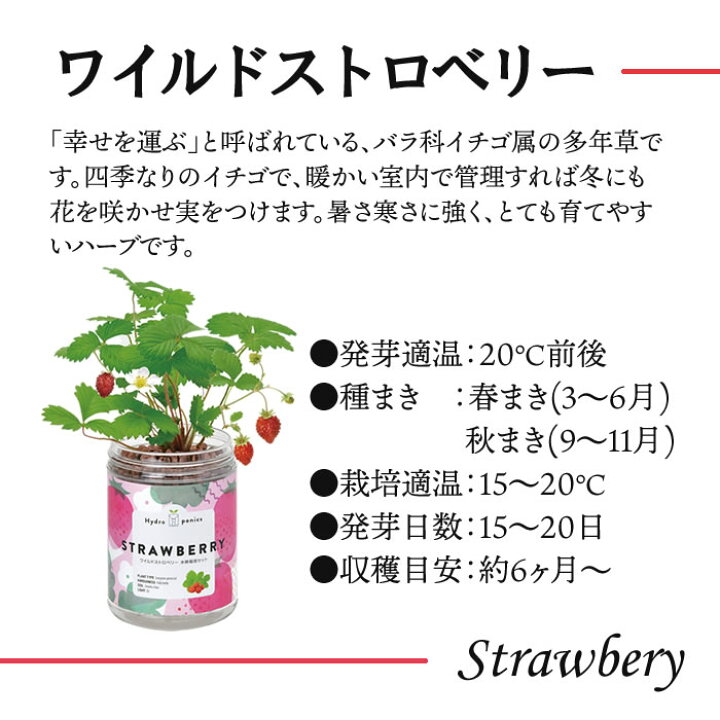 楽天市場】水耕栽培 キット ペットボトル 底面給水栽培セット ハーブ 