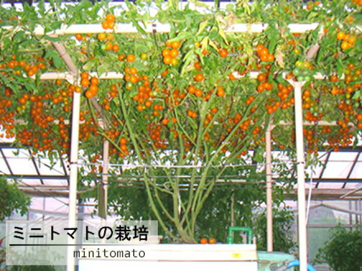 楽天市場】水耕栽培キット 水耕栽培 キット 栽培セット ハイポニカ 303 