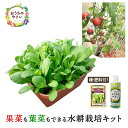 水耕栽培キット 家庭菜園 プランター栽培セット おうちのやさい 菜園キット 水耕栽培キット 有機種子 種 肥料 液肥 付…