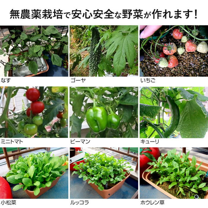 楽天市場 家庭菜園 プランター栽培セット 水耕栽培 おうちのやさい 菜園キット 養液栽培 電源いらず 種 肥料 付 あす楽 水耕栽培専門店のエコゲリラ 楽天市場 家庭菜園 プランター栽培セット 水耕栽培 おうちのやさい 菜園キット 養液栽培 電源いらず 種 肥料 付 あす楽 水耕栽培専門店のエコゲリラ