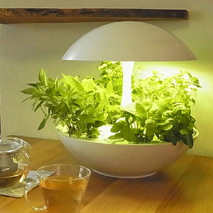楽天市場】水耕栽培キット LED 室内 水耕栽培 おしゃれ 家庭菜園 