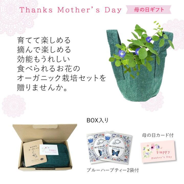 楽天市場 母の日 ギフト オーガニック 栽培キット バタフライピー 栽培セット エディブルフラワー ハーブ 食用花 水耕栽培専門店のエコゲリラ