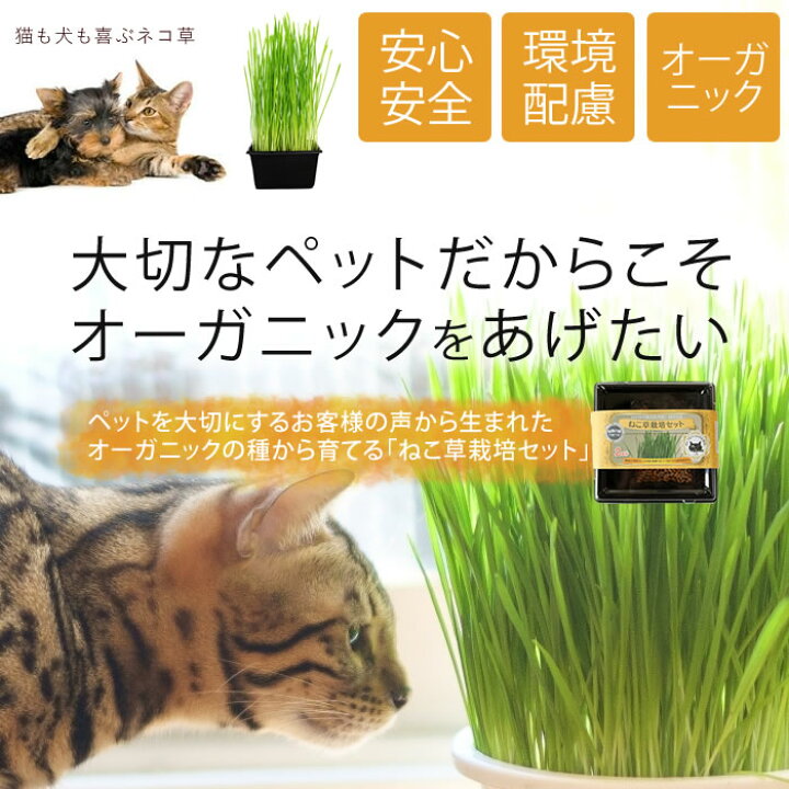 楽天市場 ねこ草 栽培セット オーガニックの種 2回分 有機 あす楽 水耕栽培専門店のエコゲリラ