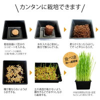 楽天市場 ねこ草 栽培セット オーガニックの種 2回分 有機 あす楽 水耕栽培専門店のエコゲリラ