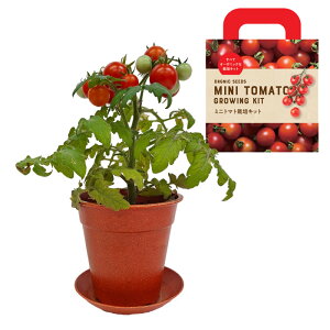 yyVX[p[Z[ 10OFFz͔|Zbg ͔|Lbg ׂăI[KjbNȍ͔|Lbg ~j͔|Zbg ICbXt XC[goW ~jg}g n[u~bNX